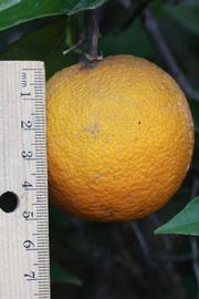            Fruit (Riverside, CA)   