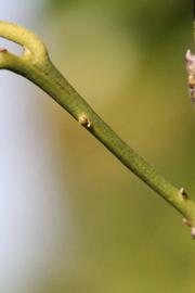              First year twig (Riverside, CA)       