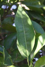              Unifoliolate leaf (Riverside, CA)       