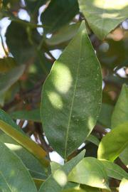              Unifoliolate leaf (Riverside, CA)       