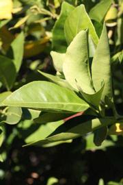            Sun leaves (Riverside, CA)   