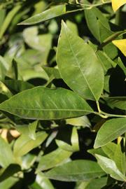            Sun leaves (Riverside, CA)   