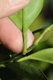              Petiole (Riverside, CA)       
