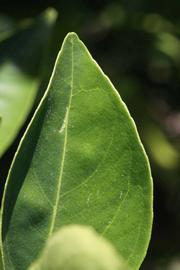              Margin (Riverside, CA)       