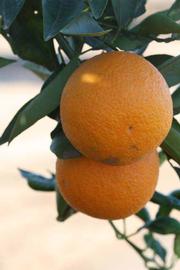            Fruit (Riverside, CA)   