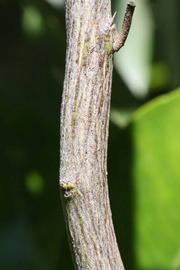              Second - third year twig (Riverside, CA)       