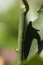              First year twig (Riverside, CA)       