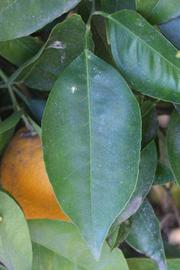              Unifoliolate leaf (Riverside, CA)       