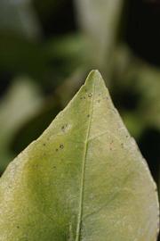              Margin (Riverside, CA)       