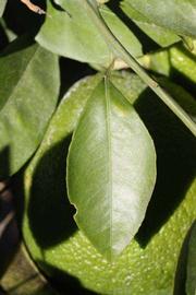            Unifoliolate leaf (Riverside, CA)   