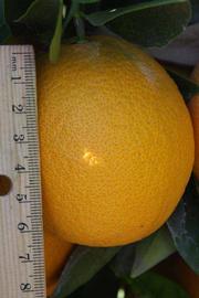            Fruit (Riverside, CA)   