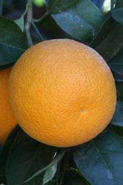            Fruit (Riverside, CA)   