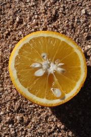            Fruit cross-section (Riverside, CA)   