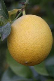            Fruit (Riverside, CA)   