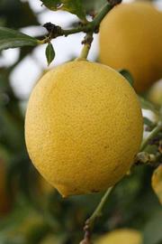            Fruit (Riverside, CA)   