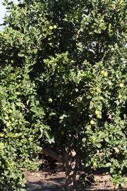            Habit (Riverside, CA)   