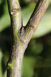              Second - third year twig (Riverside, CA)       