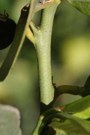            First year twig (Riverside, CA)   