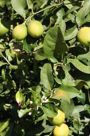              Sun leaves (Riverside, CA)       