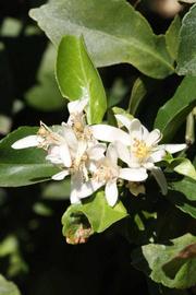              Flower (Riverside, CA)       