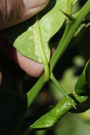              Petiole of  Citrus    limon             (Yen Ben, Riverside, CA)       