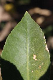              Margin (Riverside, CA)       