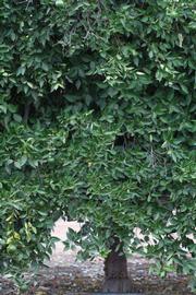            Habit (Riverside, CA)   