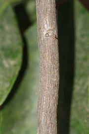              Second - third year twig (Riverside, CA)       