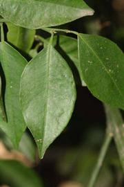              Unifoliolate leaf (Riverside, CA)       