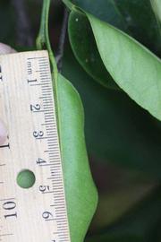              Unifoliolate leaf (Riverside, CA)       