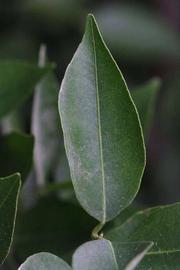              Unifoliolate leaf of ( Citrus temple  x  Citrus tangerina            ) X  Citrus reticulata      (Yosemite   Gold, Riverside, CA)       