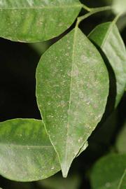              Unifoliolate leaf (Riverside, CA)       