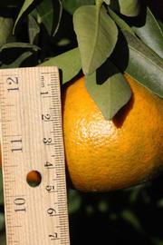              Fruit of ( Citrus temple  x    Citrus tangerina            ) X  Citrus reticulata      (Yosemite Gold,   Riverside, CA)       