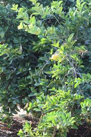            Habit (Riverside, CA)   