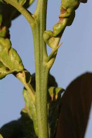            First year twig (Riverside, CA)   