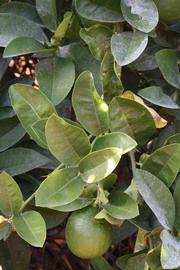              Shade leaves (Riverside, CA)       