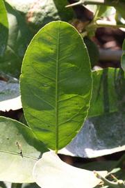              Unifoliolate leaf (Riverside, CA)       