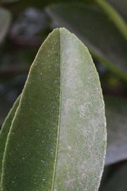              Margin (Riverside, CA)       