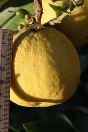            Fruit (Riverside, CA)   