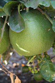            Immature fruit (Riverside, CA)   