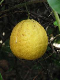            Fruit (Riverside, CA)   