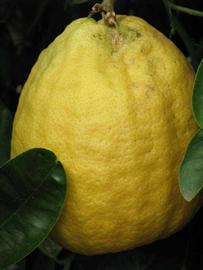            Fruit (Riverside, CA)   