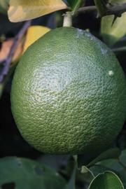            Immature fruit (Riverside, CA)   