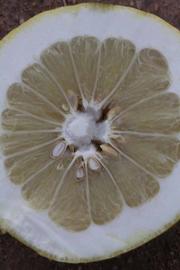            Fruit cross-section (Riverside, CA)   