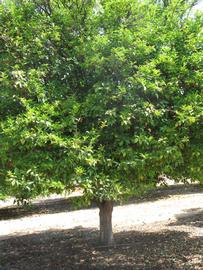            Habit (Riverside, CA)   