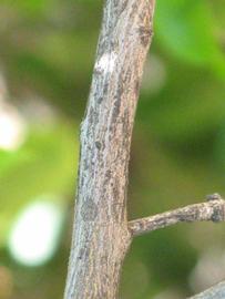              Second - third year twig (Riverside, CA)       