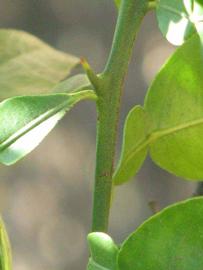            First year twig (Riverside, CA)   