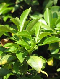              Sun leaves (Riverside, CA)       