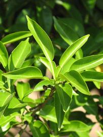              Sun leaves (Riverside, CA)       