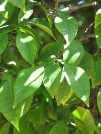              Shade leaves (Riverside, CA)       
